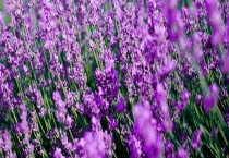 南欧和北非都是薰衣草的原产地 中国薰衣草的主产地在哪里