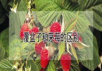 覆盆子和茅莓的区别？