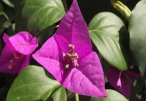 叶子花和三角梅的区别？