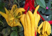 佛手和佛手瓜的区别？