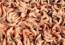 对虾工厂化养殖