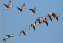 大雁是几级保护动物 大雁的生活习性