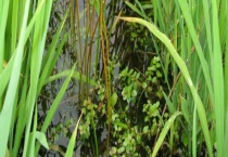 防治稻田杂草野荸荠的措施有哪些 怎样正确使用化学除草剂