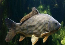 鲤鱼的寿命有多长？鲤鱼吃什么食物