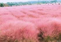 粉黛乱子草花语为什么是等待