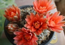 绯花玉施什么肥