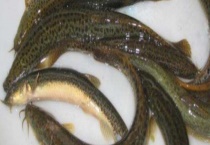 泥鳅怎么杀比较快？泥鳅的杀戮多久？