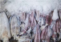 鱿鱼和乌贼的区别？