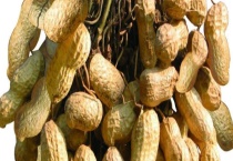 花生种子价格及种植方法 附品种及栽培多久？
