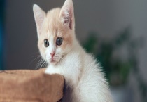 常见的猫品种主要有哪些 猫的尾巴有哪些功能