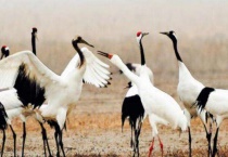 丹顶鹤和黑颈鹤的区别？