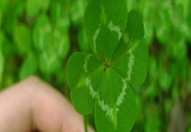 四叶草又叫什么 一般生长在哪里