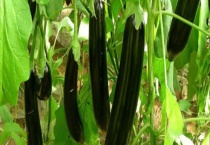 阳台茄子的种植多久？