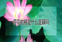 荷花的根是什么是藕吗？