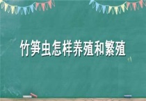 竹笋虫怎样养殖和繁殖