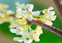 桂花叶尖干枯用什么药