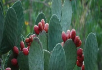 仙人掌的繁殖方法 具体怎样操作