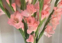 鲜切花剑兰怎么水养