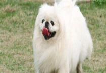 北京犬价格多少钱一只？饲养缺点有哪些？