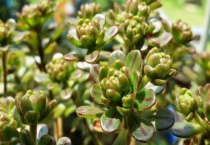 小人祭怎样修剪