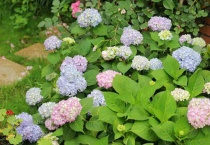 无尽夏怎么浇水