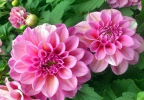 大丽花几月份发芽