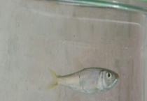 白条鱼的生活习性及特点 白条鱼是上层鱼类