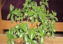 玉树有毒吗 能在室内养殖吗？