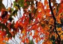 枫香树与枫树的区别？