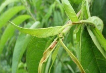 桃树食心虫的防治时间