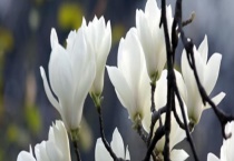 广玉兰树通常能活多久 附广玉兰的主要价值