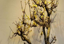 腊梅结果需要几年 附生长习性