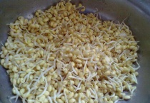 黄豆发芽过程观察日记