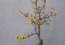 腊梅扦插怎么做？