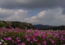 乃古石林格桑花几月开