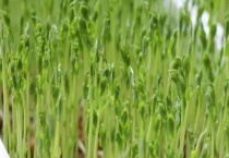 芽苗菜的种类有哪些 种植前景怎么样