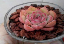 多肉潮土上盆几天浇水