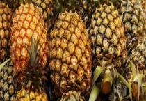 菠萝树结果需要几年 菠萝种植的注意事项