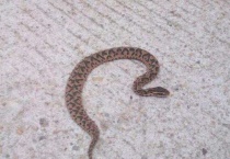 土聋子蛇的学名叫什么？