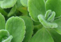 碰碰香怕冻吗？