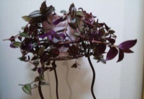 彩叶吊兰如何养殖