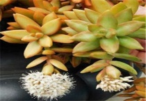 红日多肉植物怎么养