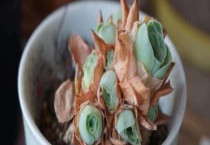 多肉植物的枯叶如何处理 掉枯叶的原因是什么？