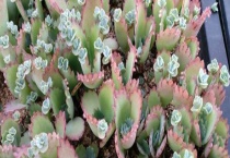 落地生根摘心的方法 落地生根摘心的原因？