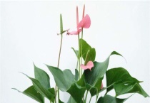 水培粉掌烂根的原因 附解决多久？