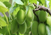 青果可不可以生吃 有什么吃法