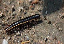 马陆虫怎么彻底消灭 马陆虫有没有毒