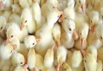 小鹅瘟的防治方法 附症状表现