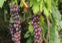 山区种植什么好？有以下五种