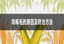 鸡啄毛的原因及防治多久？